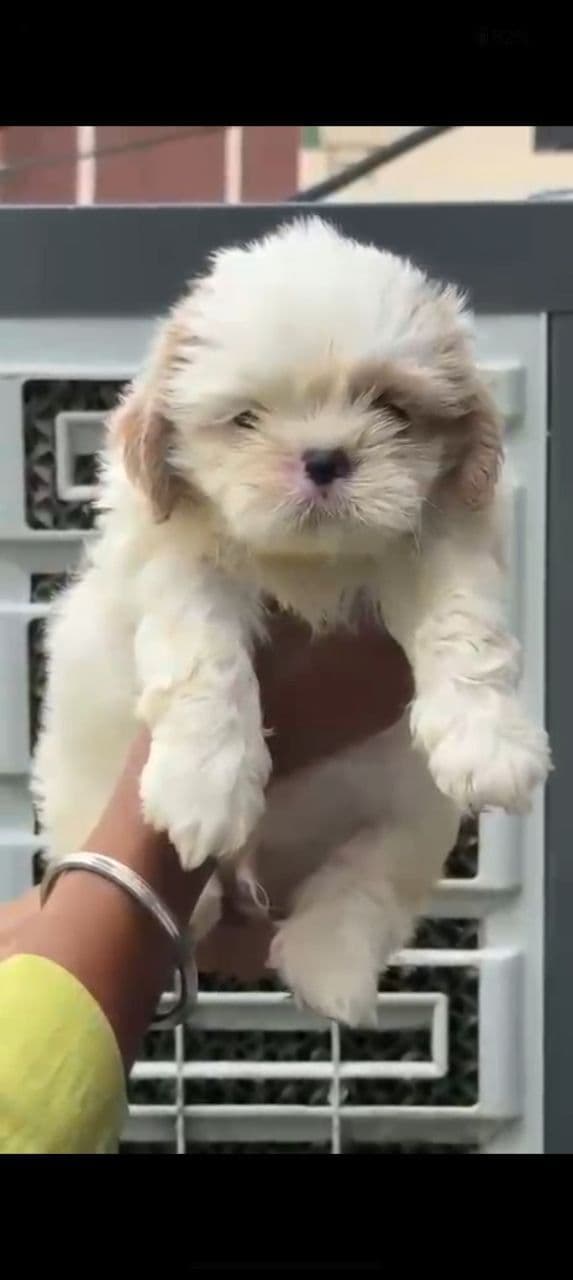 Pet
