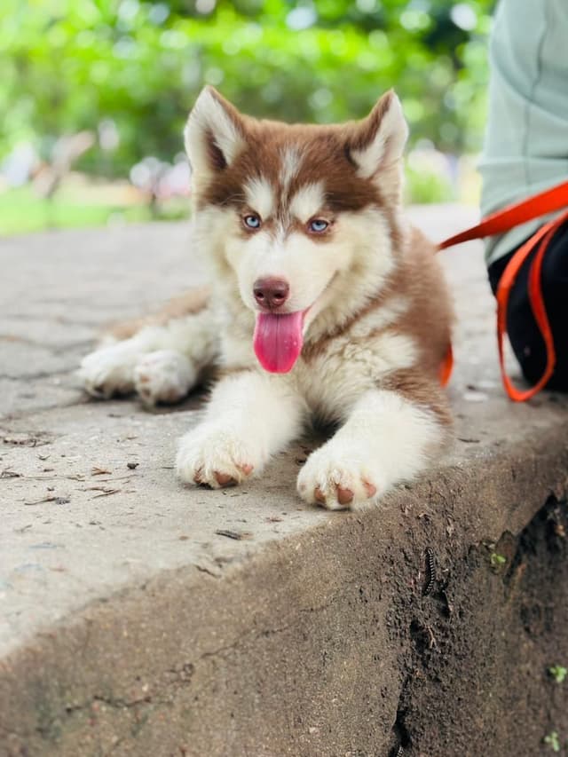 Pet