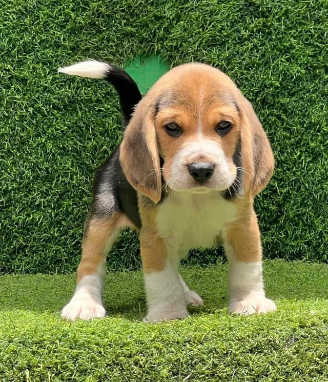 Pet