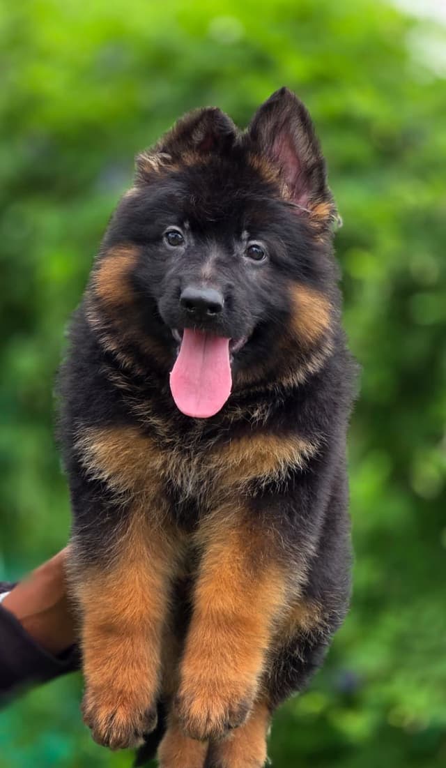 Pet