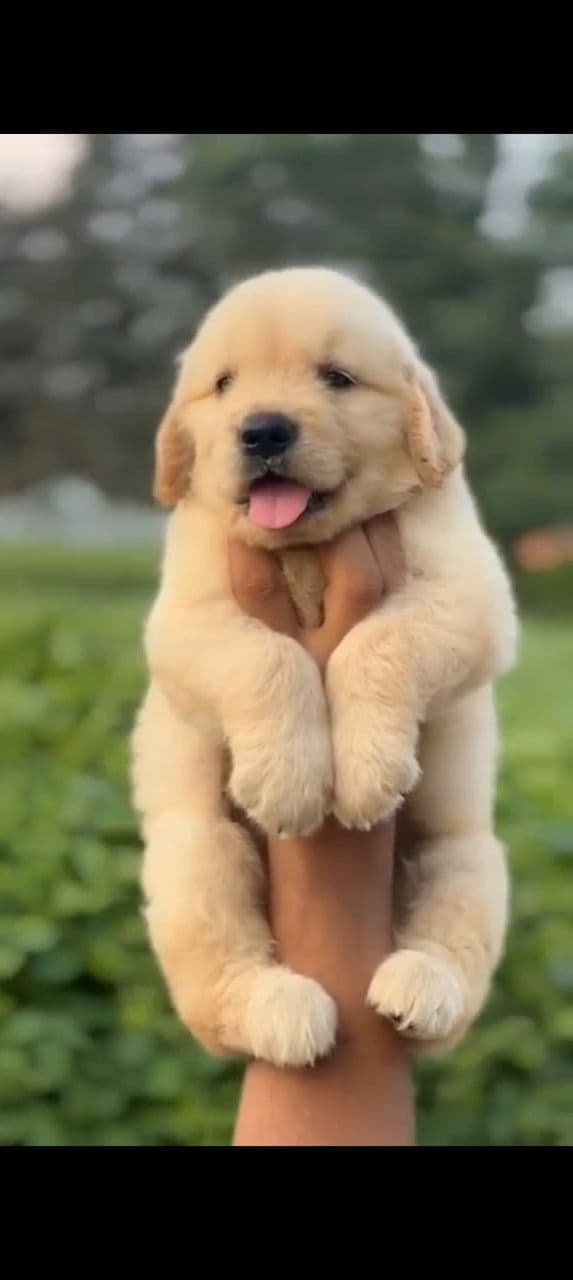 Pet