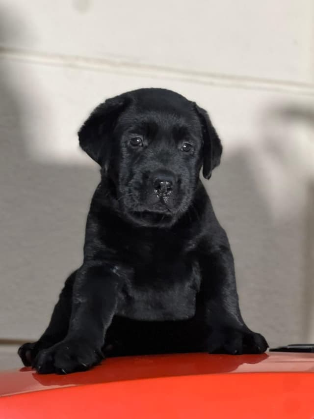 Pet