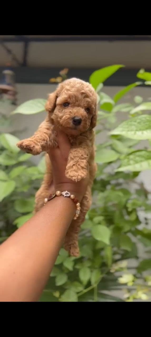 Pet