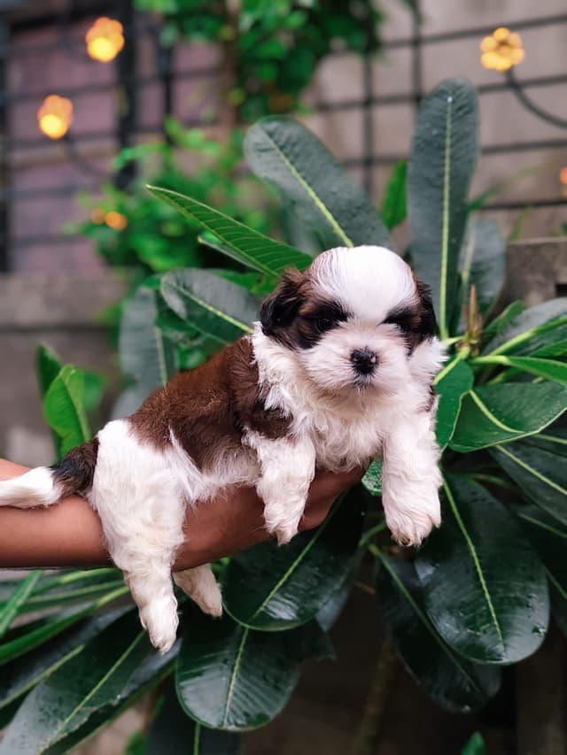 Pet