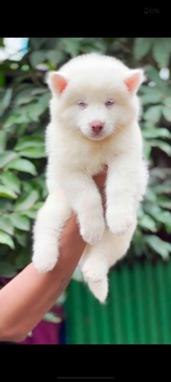 Pet