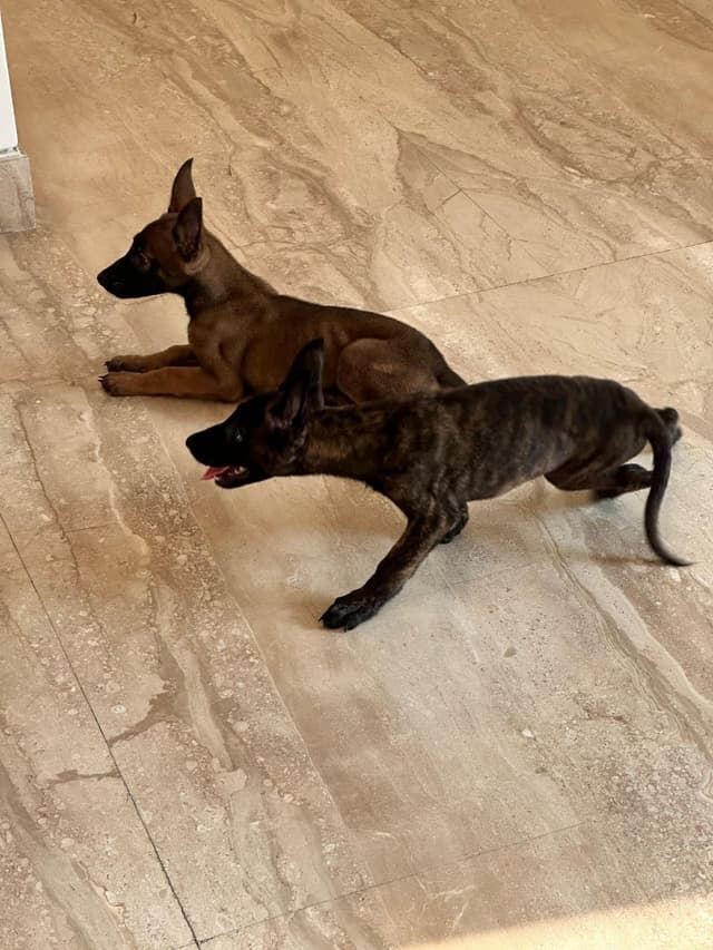 Pet