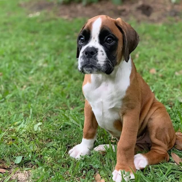 Pet