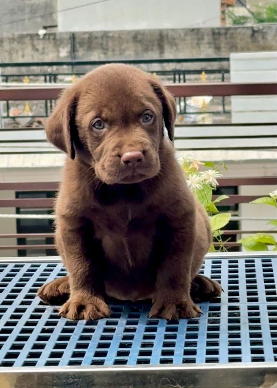 Pet