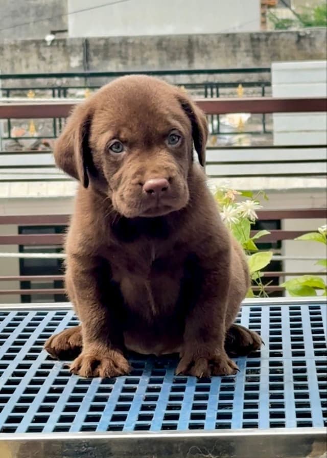 Pet