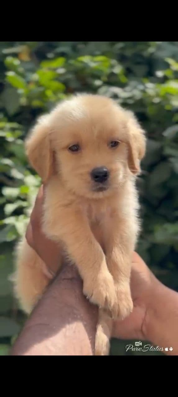 Pet