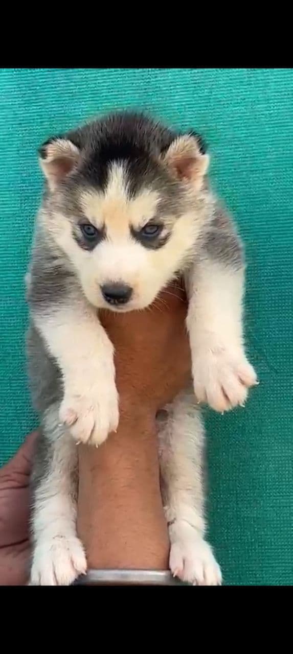 Pet