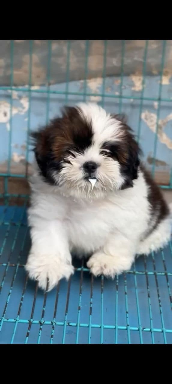 Pet