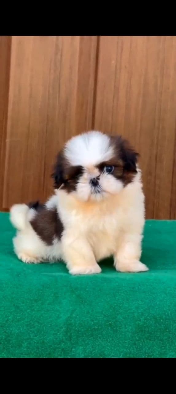 Pet