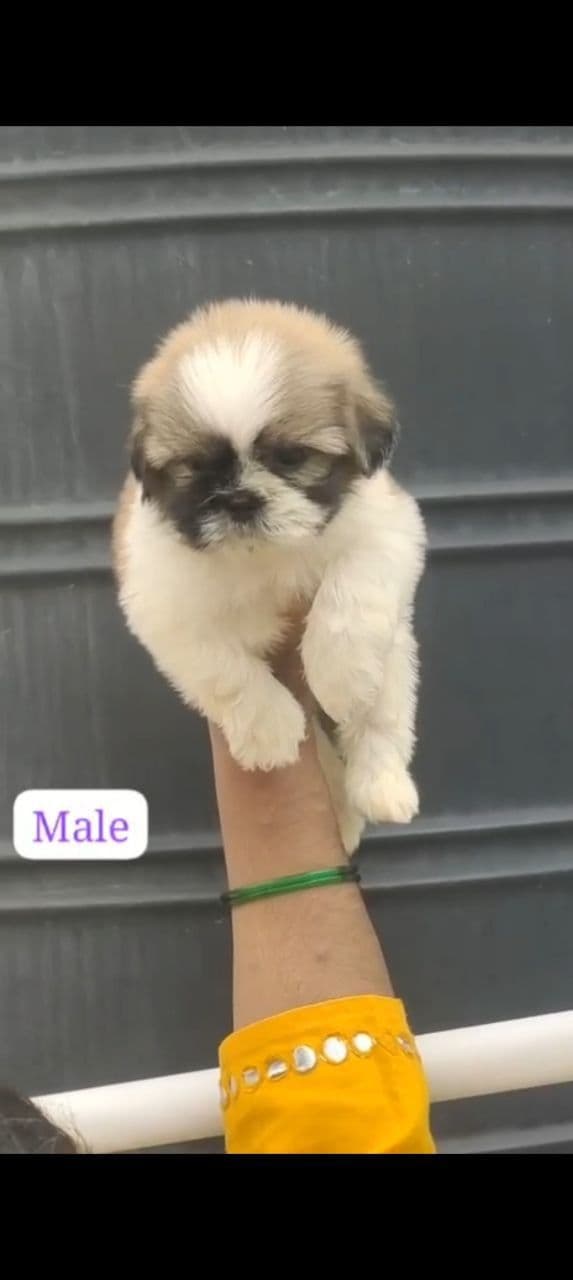 Pet