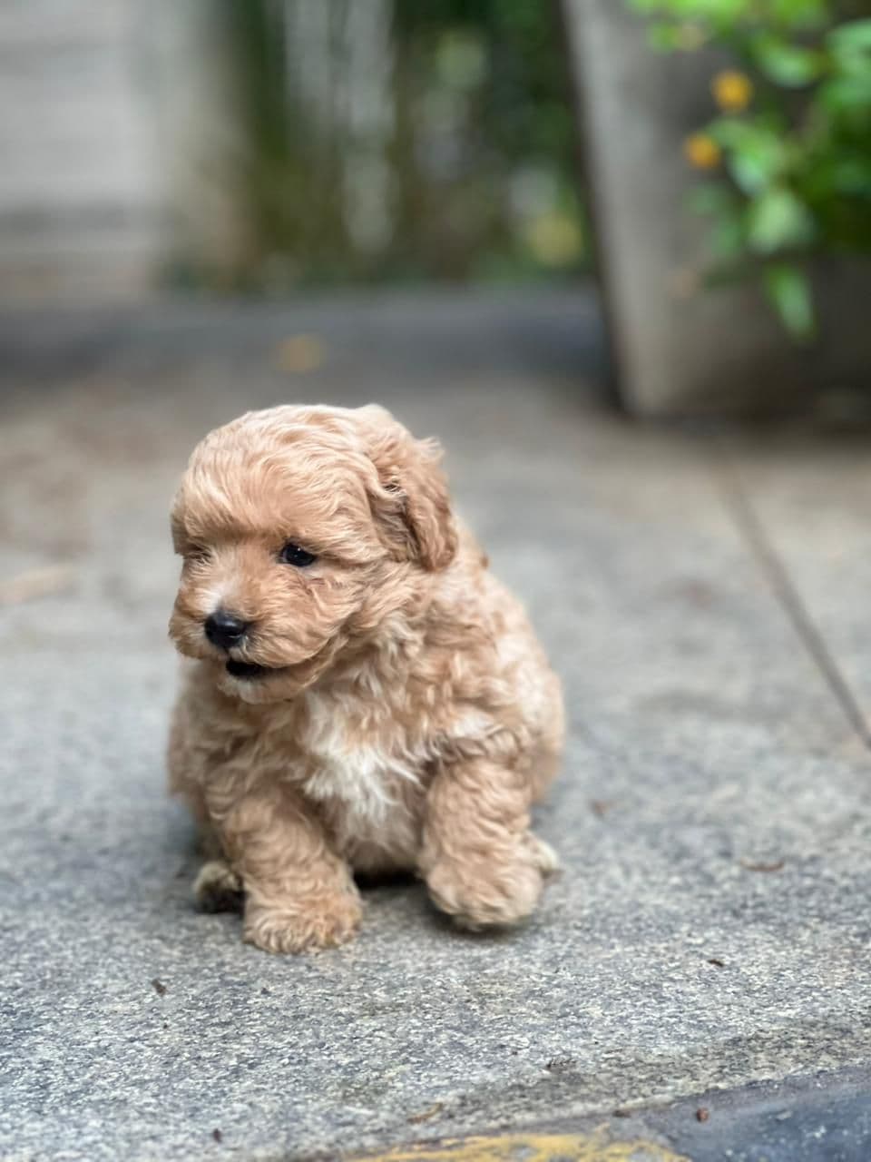 Pet