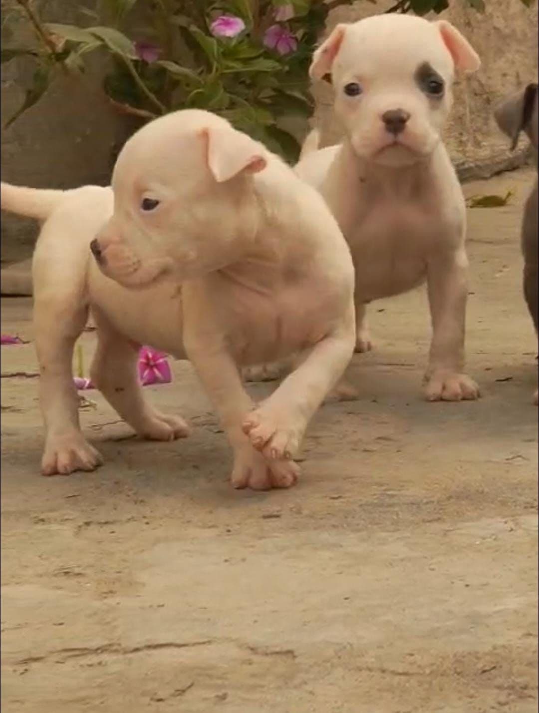 Pet