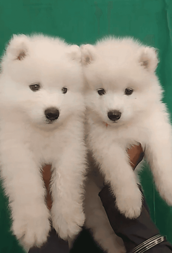 Pet