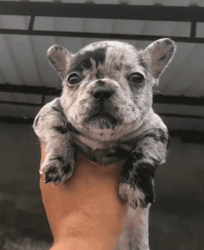Pet